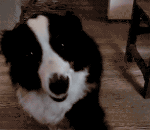 进门要握手击掌!