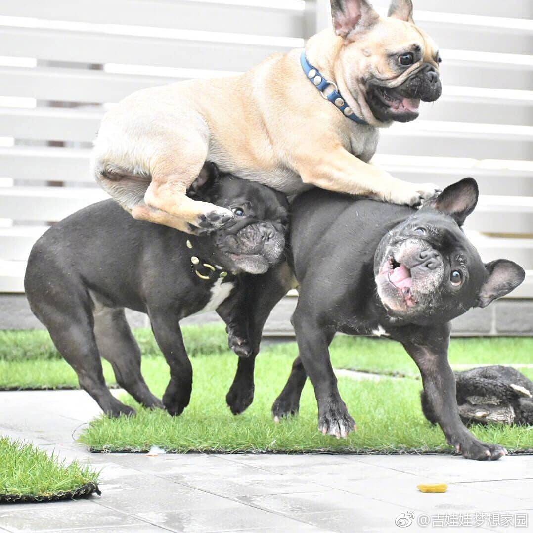 三只法斗的游戏时间要被他们笑死了…每张都是表情包