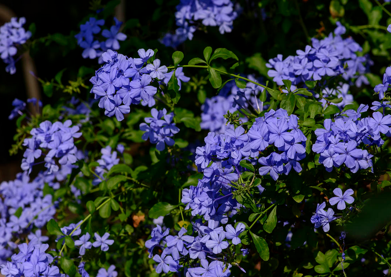 居家生活自从有了它空气都变美好了