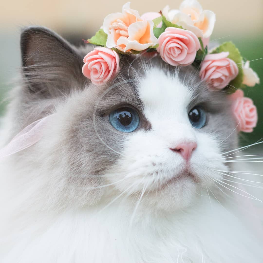 布偶猫的盛世美颜真不是盖的隔着屏幕都感觉到了满满的仙气