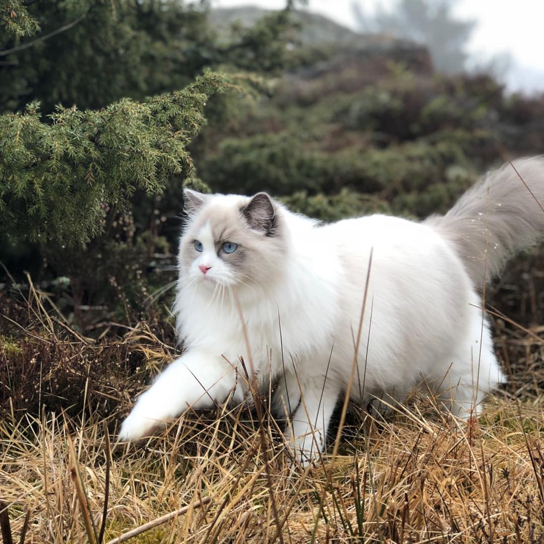 布偶猫的盛世美颜真不是盖的隔着屏幕都感觉到了满满的仙气