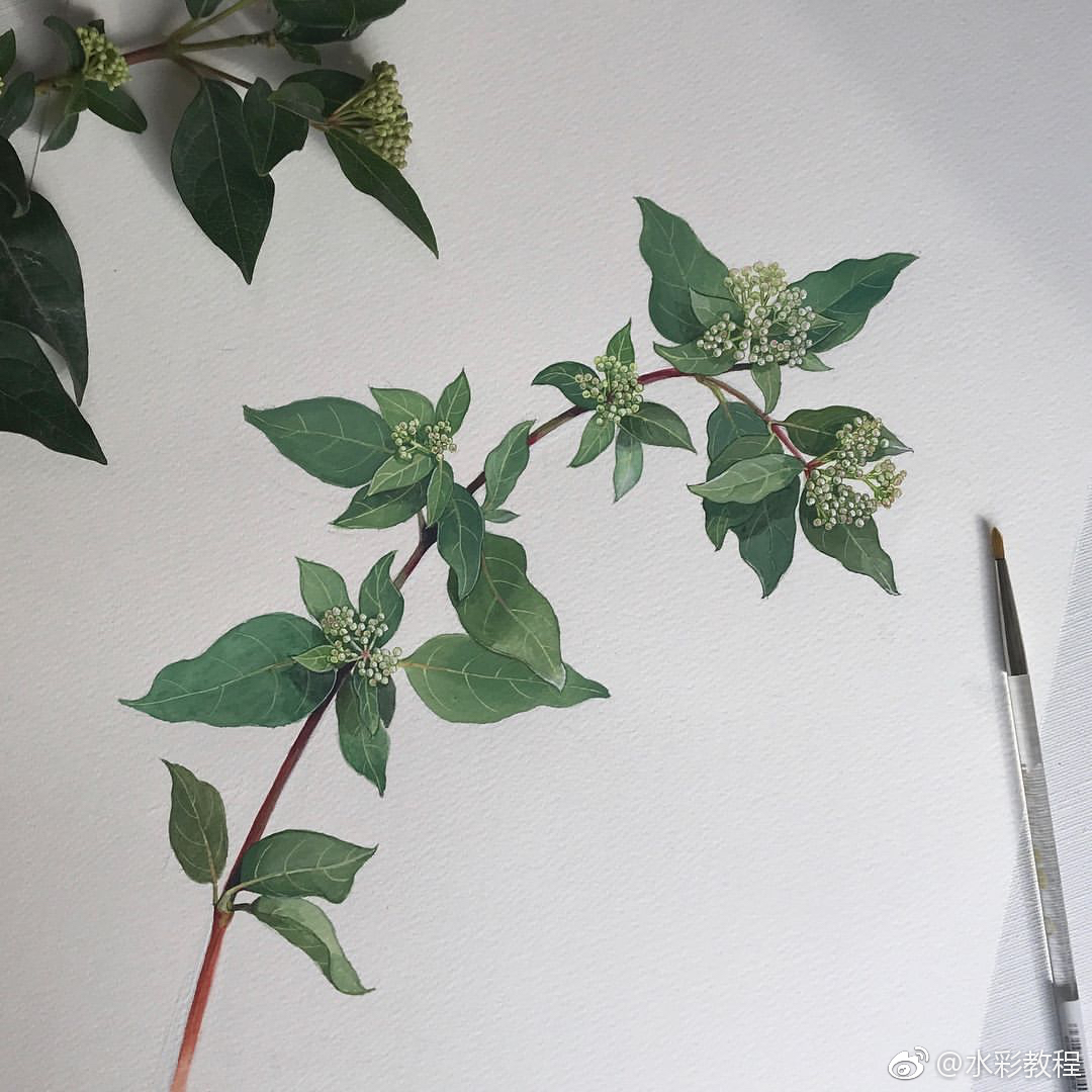 水彩花卉植物欣赏byinsmeyahome2