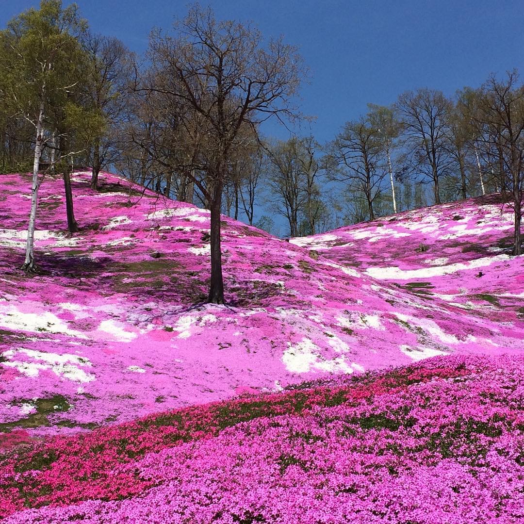 日本北海道的东藻琴芝樱公园最佳观赏期是五月中旬到六月下旬粉红色