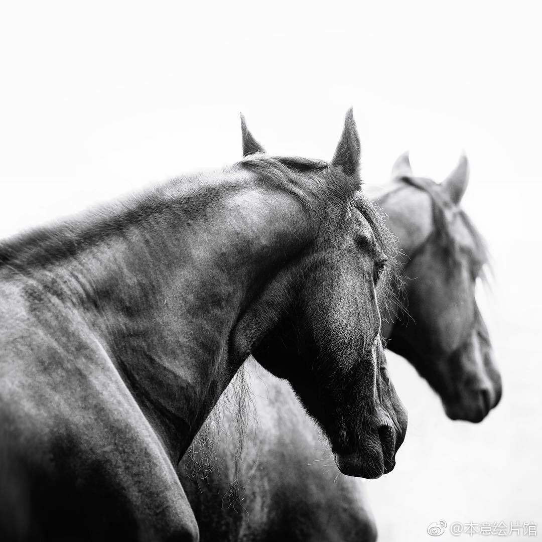 绘画素材第209辑马眼神和身姿很重要ins