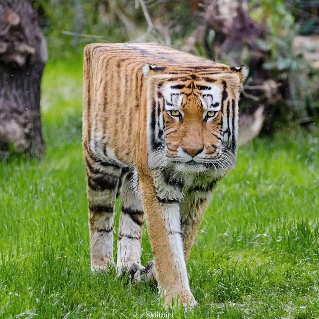 10张印度大神的创意动物ps一看就是我的世界资深玩家