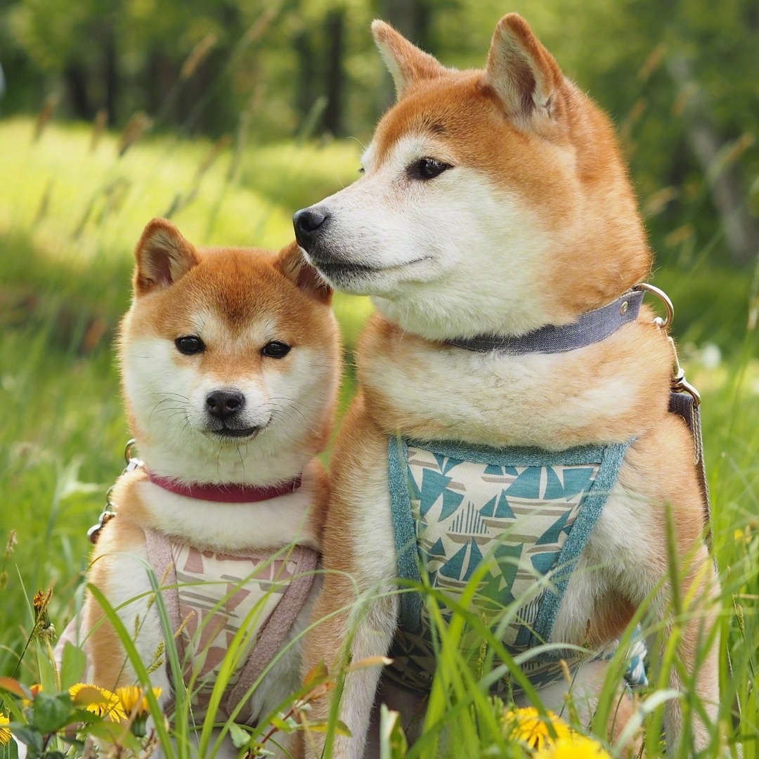 岛国的柴犬兄妹宝灿和豆花,哥哥实力护妹,满满的宠溺,真好呀