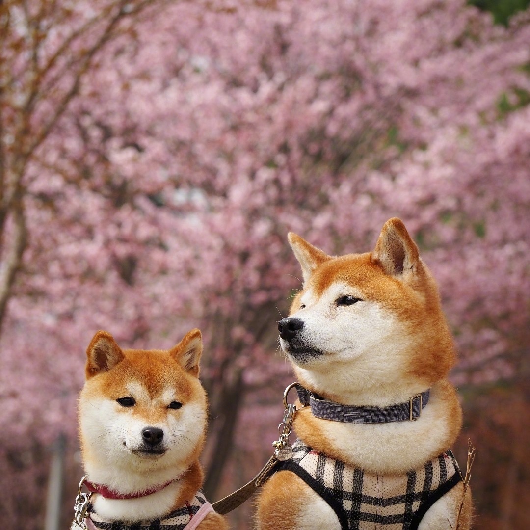 岛国的柴犬兄妹宝灿和豆花,哥哥实力护妹,满满的宠溺,真好呀