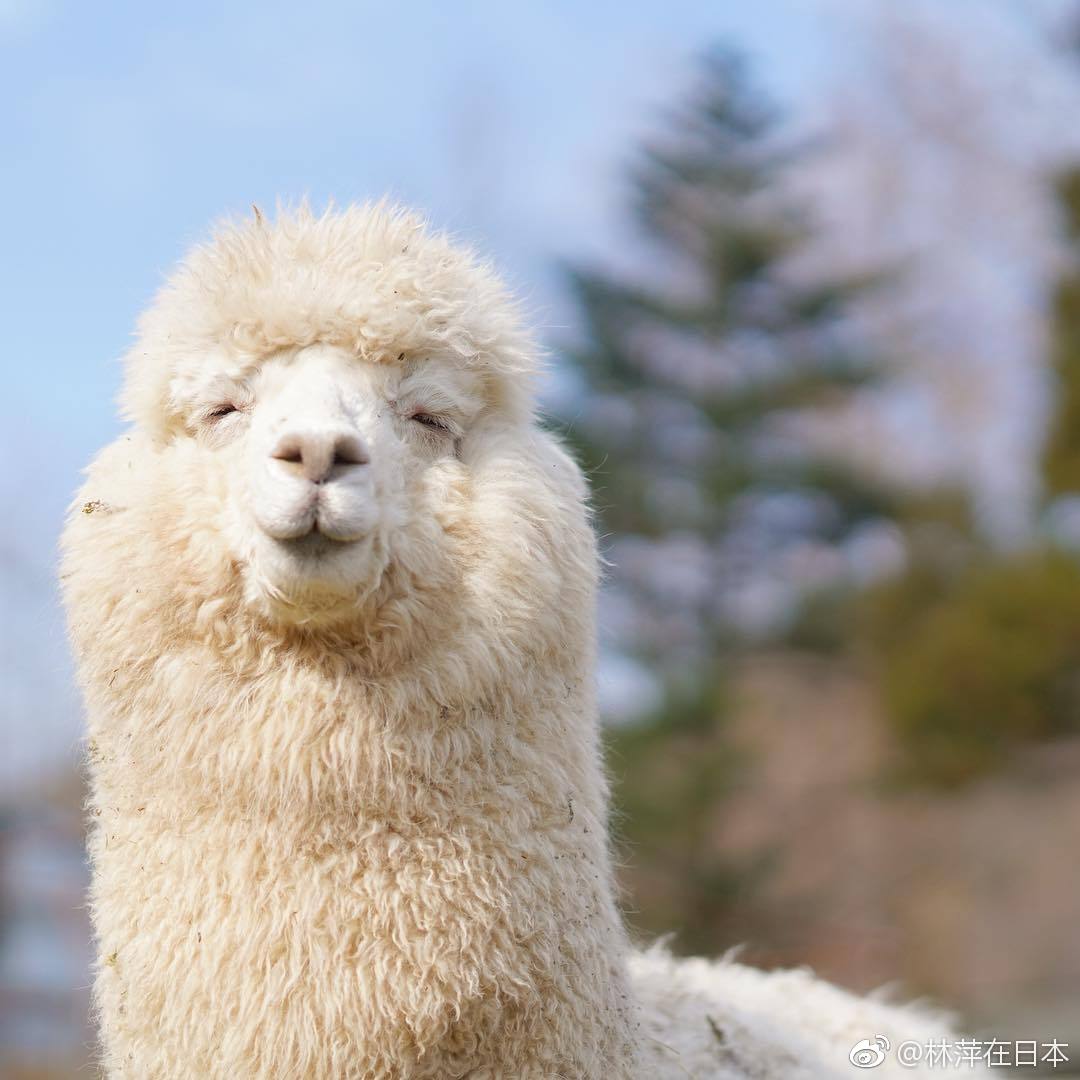 日本专拍羊驼的摄影师(ins:pacamera)镜头下的羊驼们