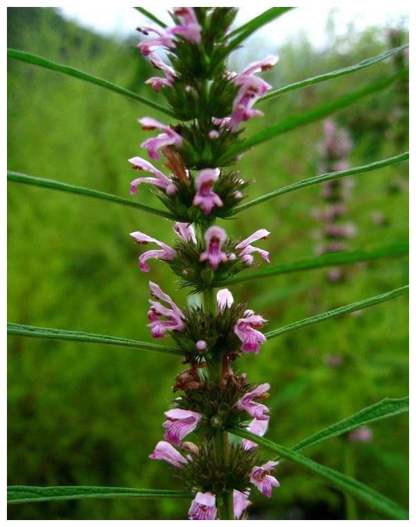 第一种,益母草.