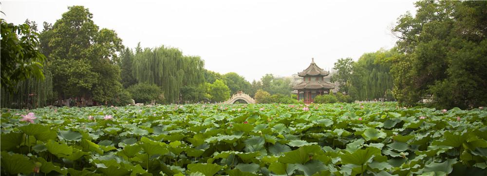 碧荷作品深度解析 碧荷小说结局是好是坏