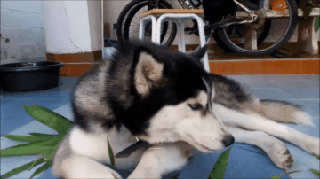 泰国网友的哈士奇得了爱吃竹子的怪癖,而且这表情也太2了吧