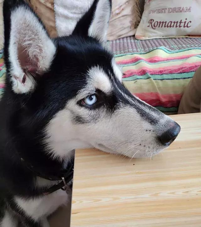 哈士奇看主人吃饭,目不转睛看着食物,二哈:看我眼神中的鄙视|狗狗