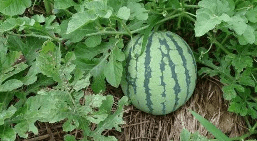 有人偷瓜不阻止, 瓜农还反送一个, 村民不解, 老汉: 我担心被报复