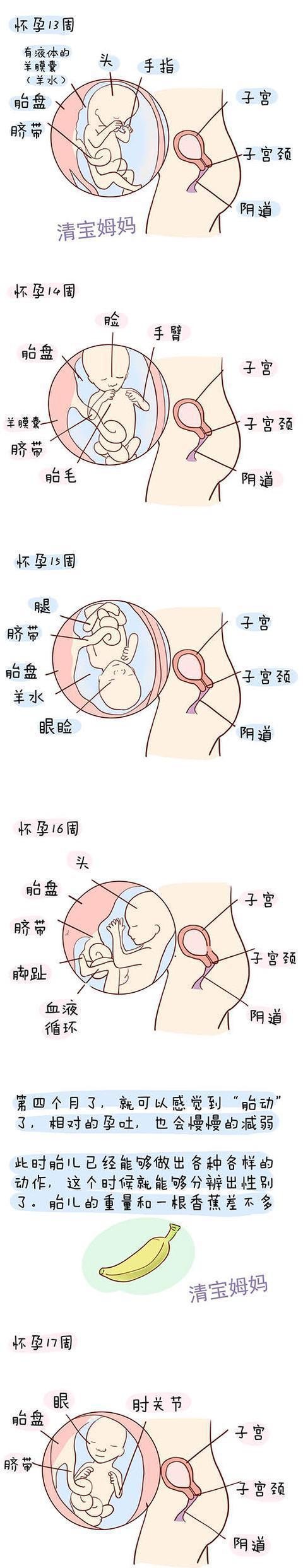 怀孕第1周到40周胎儿发育全程图解