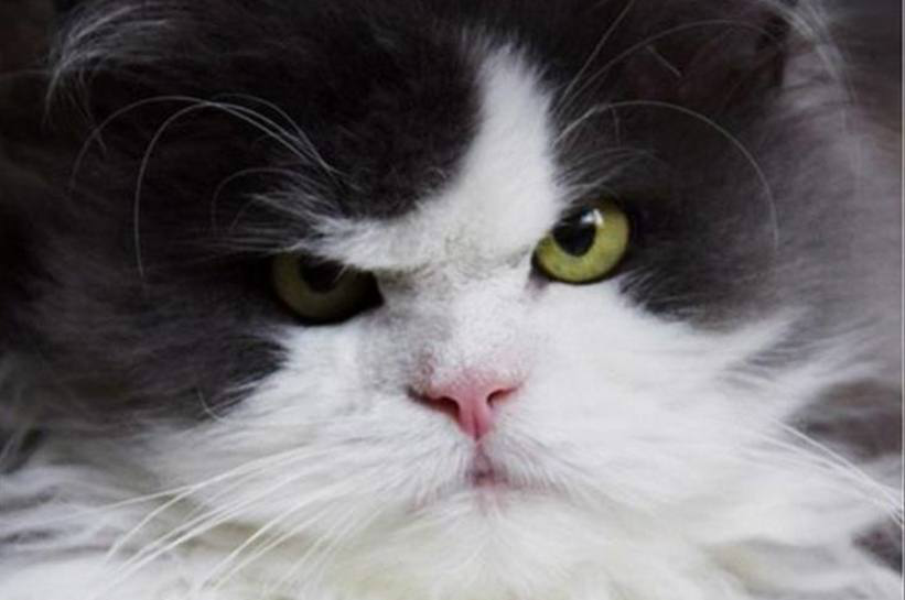 6张爆笑的猫咪囧图,橘猫之大,一篮子装不下,太逗