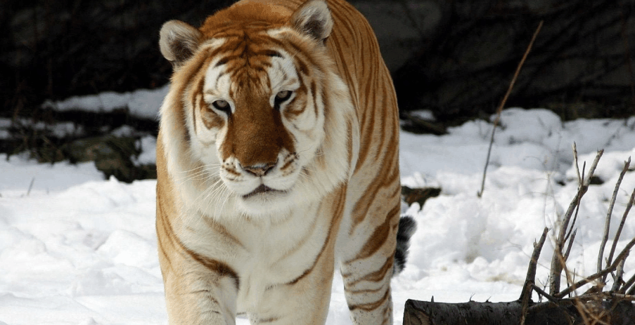 动物凶猛 新浪（移动端）