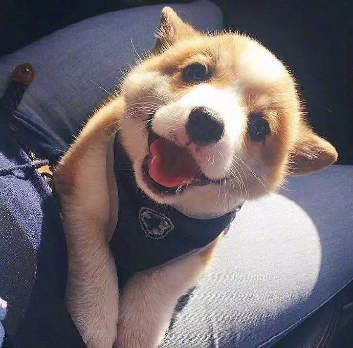 短腿柯基笑起来也是很可爱