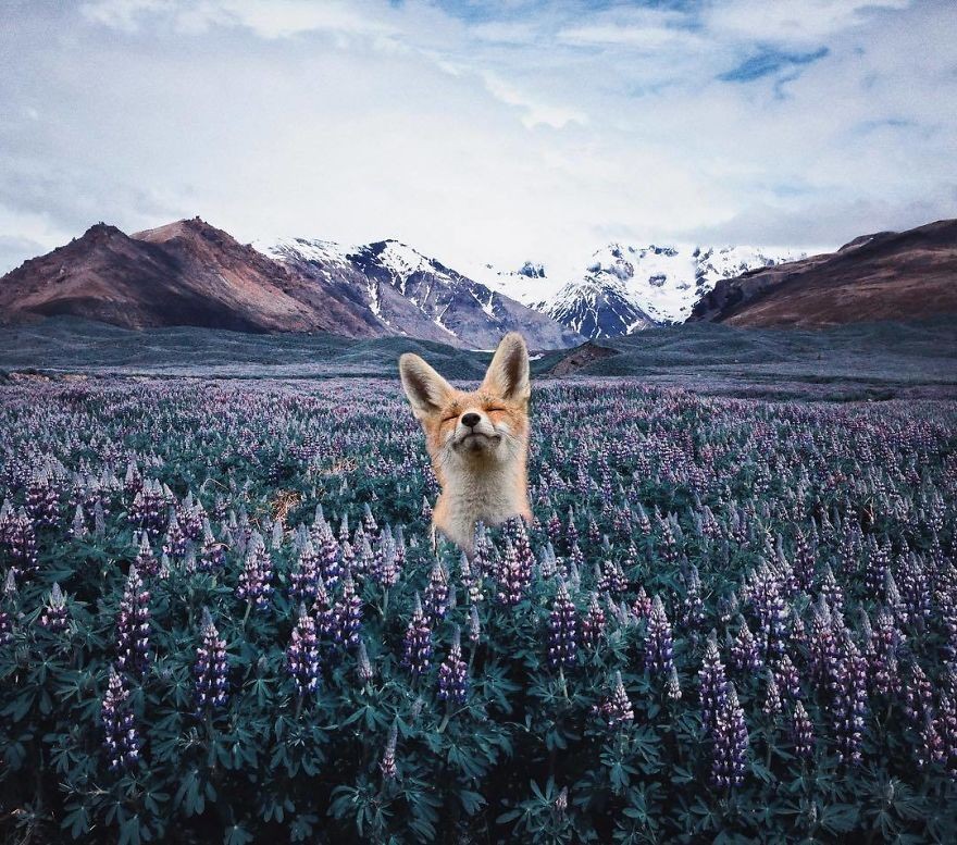 这组动物为主的超现实p图,看了让人自觉放慢心跳!