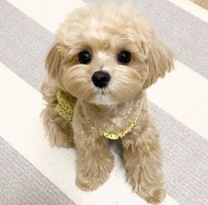 这只混血泰迪萌得太犯规了