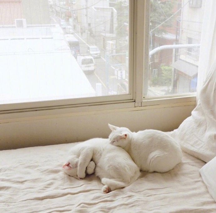 网友家的2只猫咪,睡在床上享受阳光,看着好舒服.
