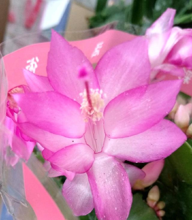 秋季养蟹爪兰,要舍得"摘叶子",摘1次2周长新叶,3周冒花芽