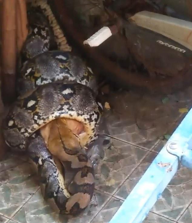 巨大蟒蛇袭击一只宠物猫,猫咪在它面前毫无招架之力