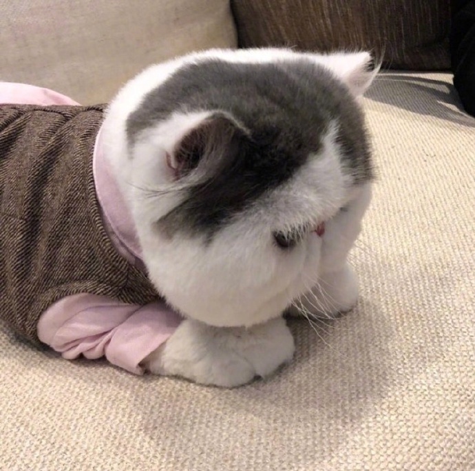 超级想捏的小胖脸