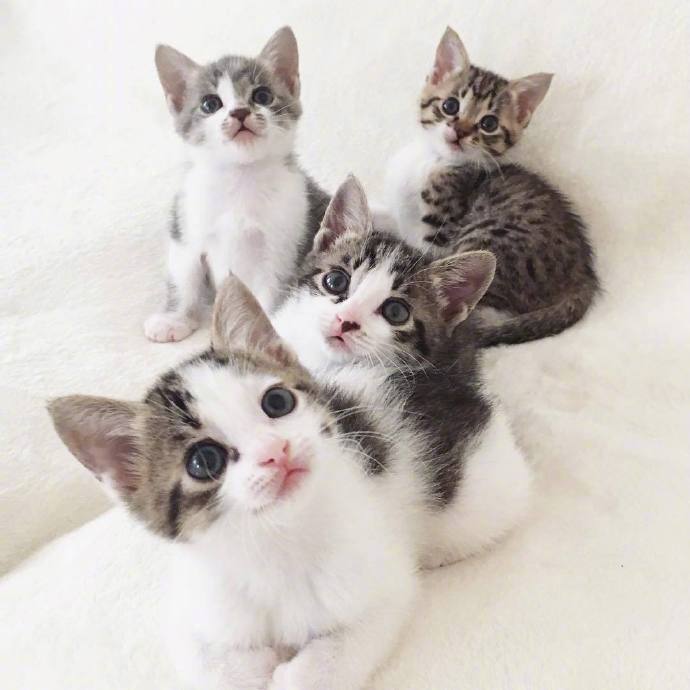 4只小猫咪日常拍照,萌炸了.