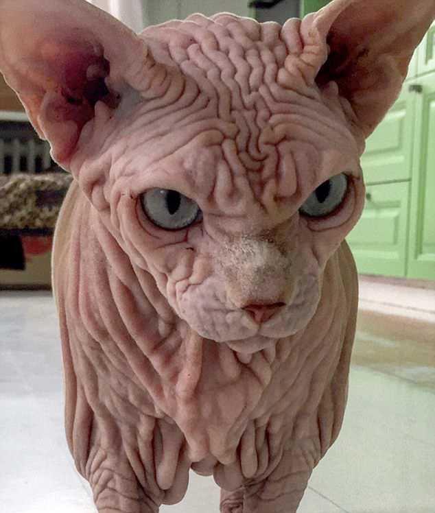世界上最丑的猫品种图片