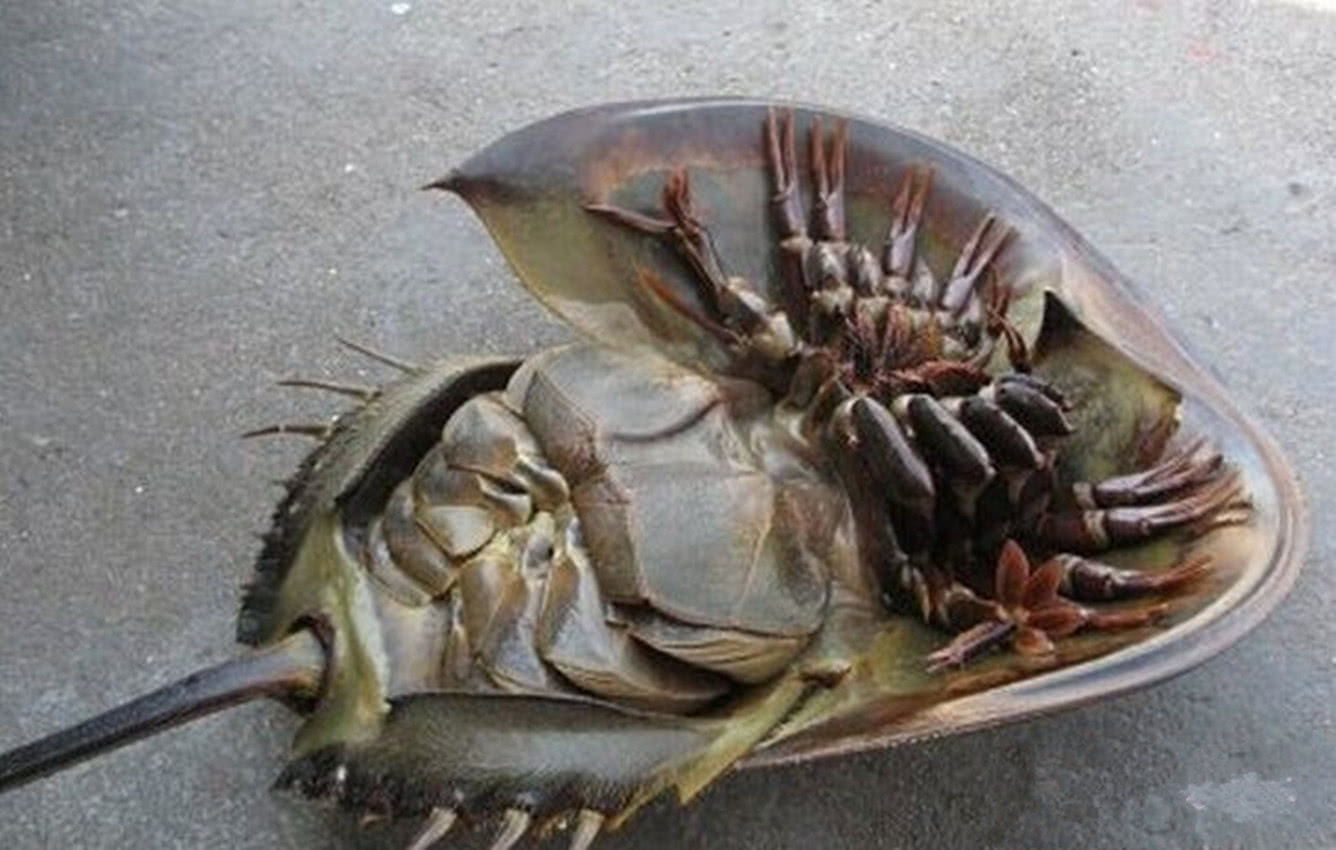 拥有蓝色血液的外星生物,诞生4亿年容貌未变,在医学上有重大贡献|鲎