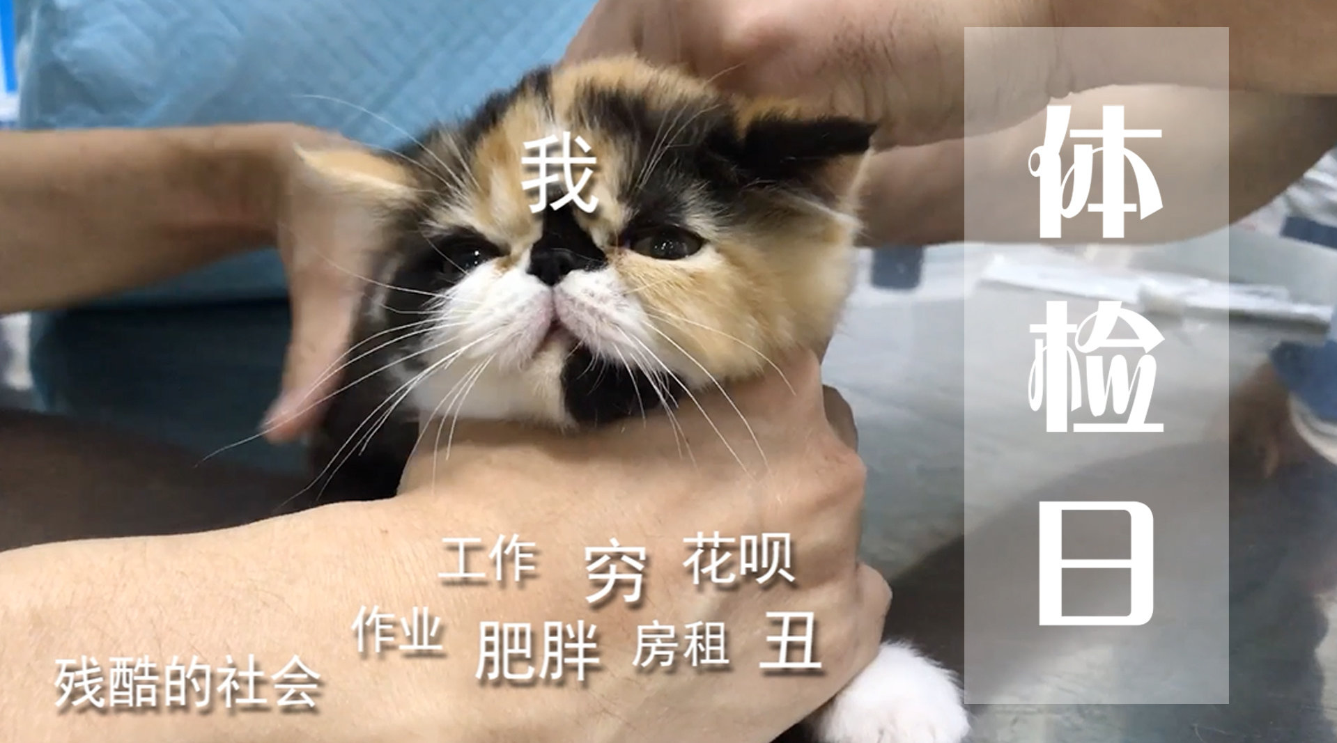 最近抖音上流行的歌曲,6岁小朋友演唱学猫叫