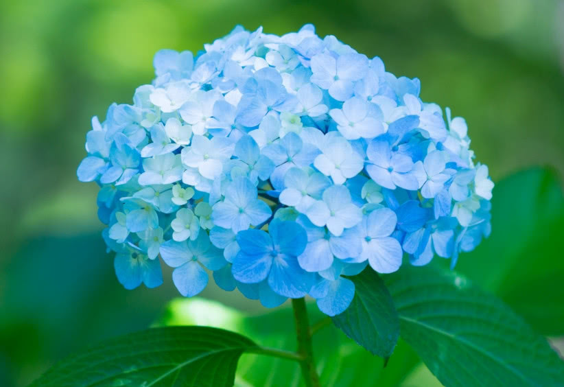 春天养花的几个要点,学会之后,让你的花卉变得更旺盛,翠绿