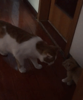 266_321gif 动态图 动图
