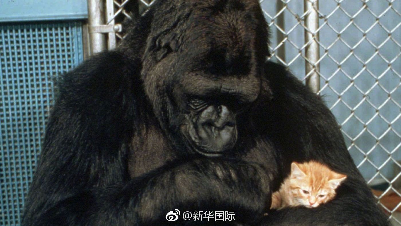 懂美式手语的大猩猩"可可"走了[泪]