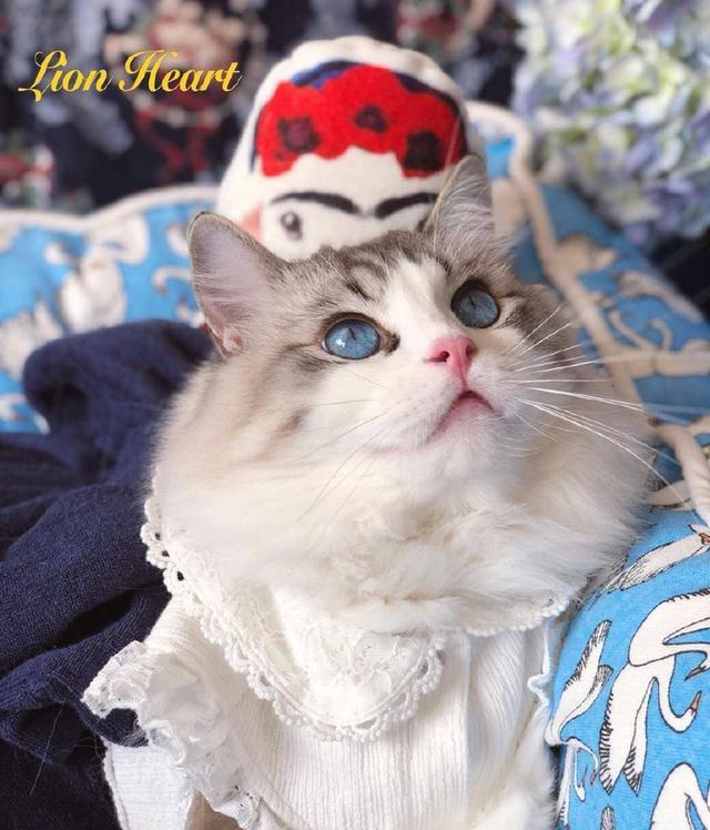 好想吸啊……它的存在,证明了其实男孩子也能貌美如花的,轻松碾压众猫