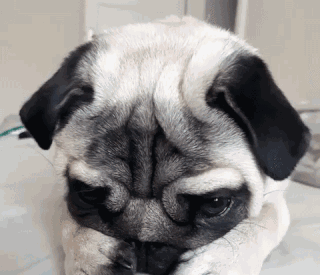 一只看起来总是很难过很丧的狗狗感觉委屈的要哭出来了