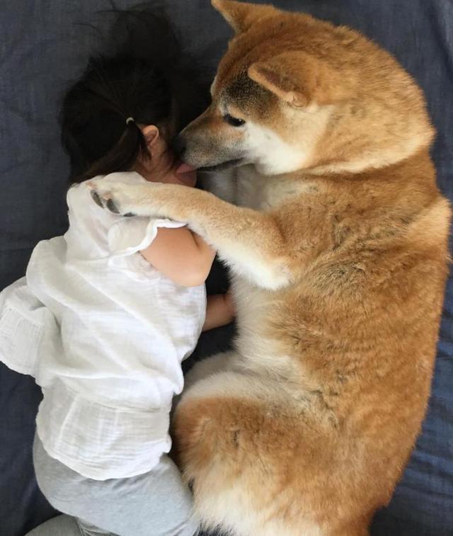 柴犬趁宝宝睡着时偷偷舔她,我的心都被它萌化了!