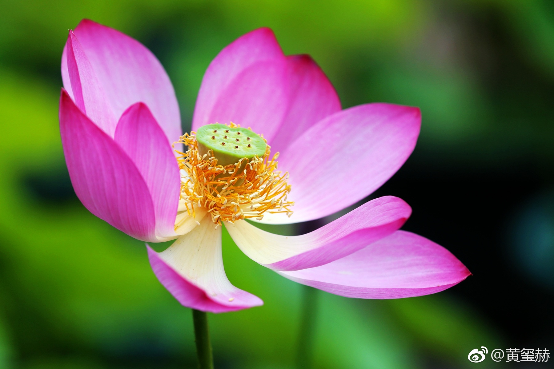 荷花盛开正当时