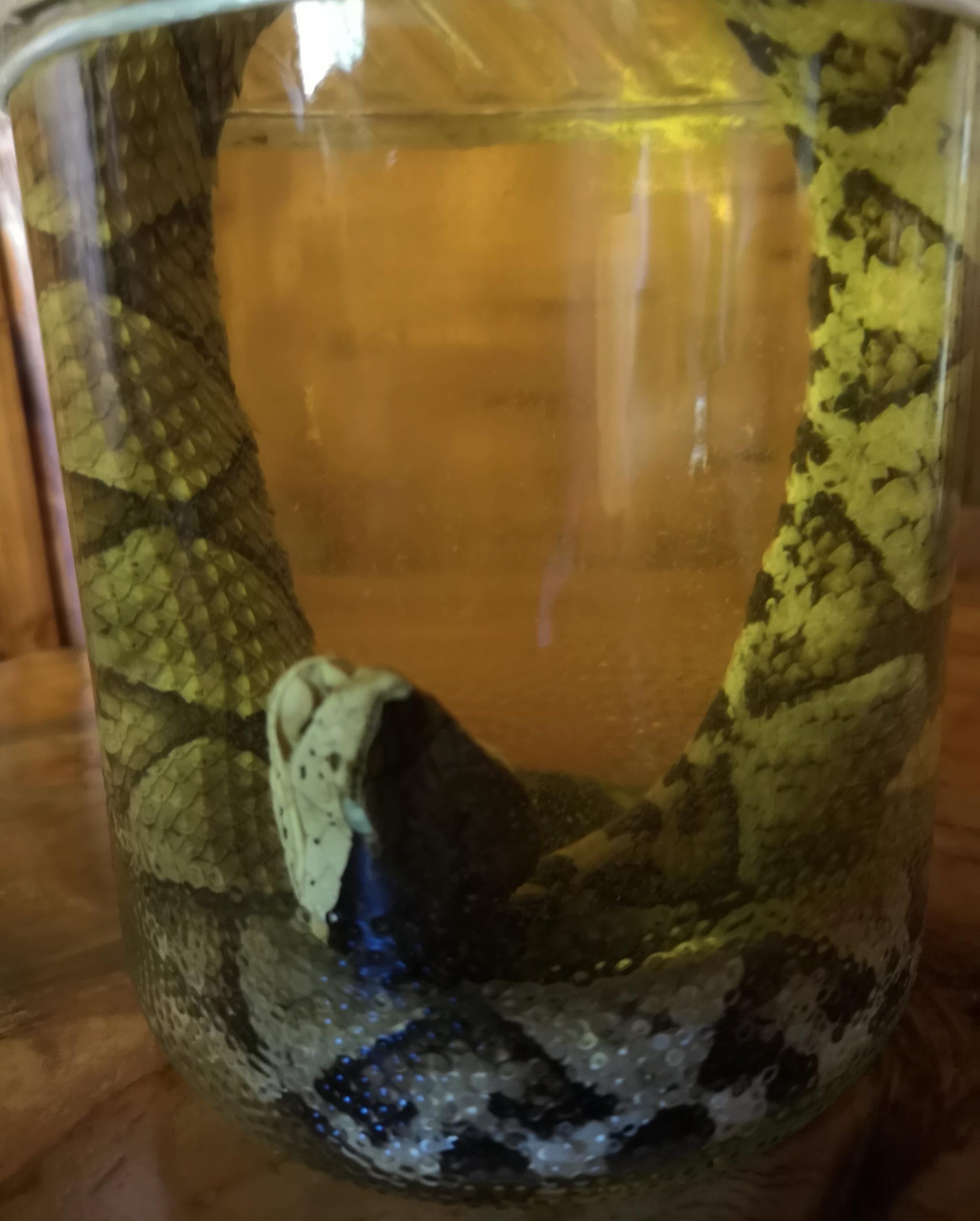 皖南山区做客朋友竟然用眼镜蛇酒和野蜂酒招待我还说是贵客待遇