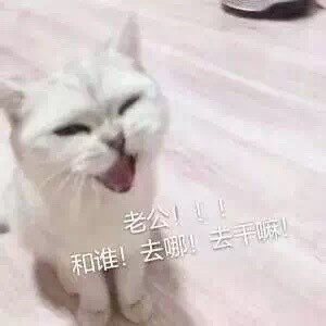 喊老公表情包喵喵