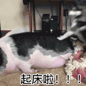 300_300gif 动态图 动图