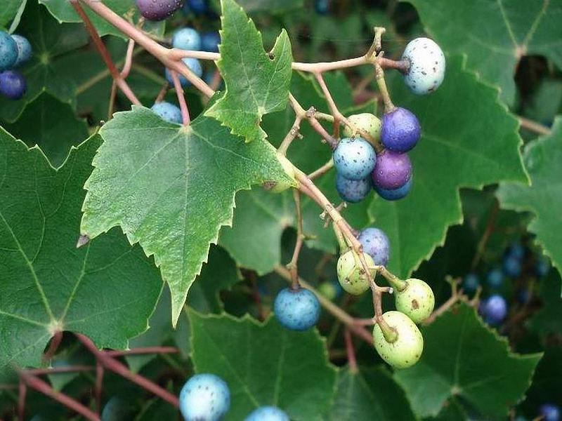 农村这种野果形似葡萄民间称为见肿消根皮是治病良药