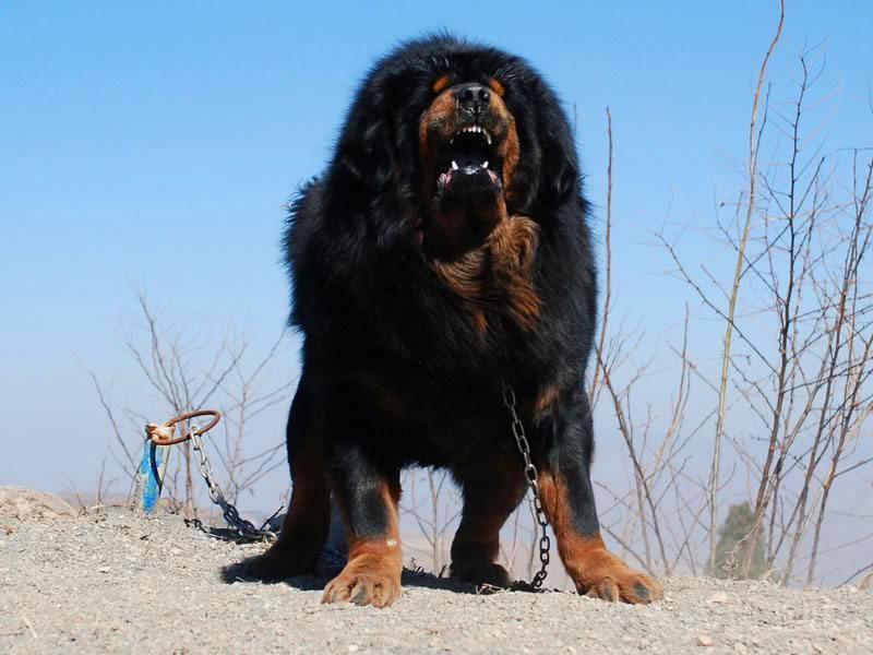 这家人养的金毛快抑郁了,一窝黑仔到现在还没找到亲爹|金毛|崽儿|藏獒