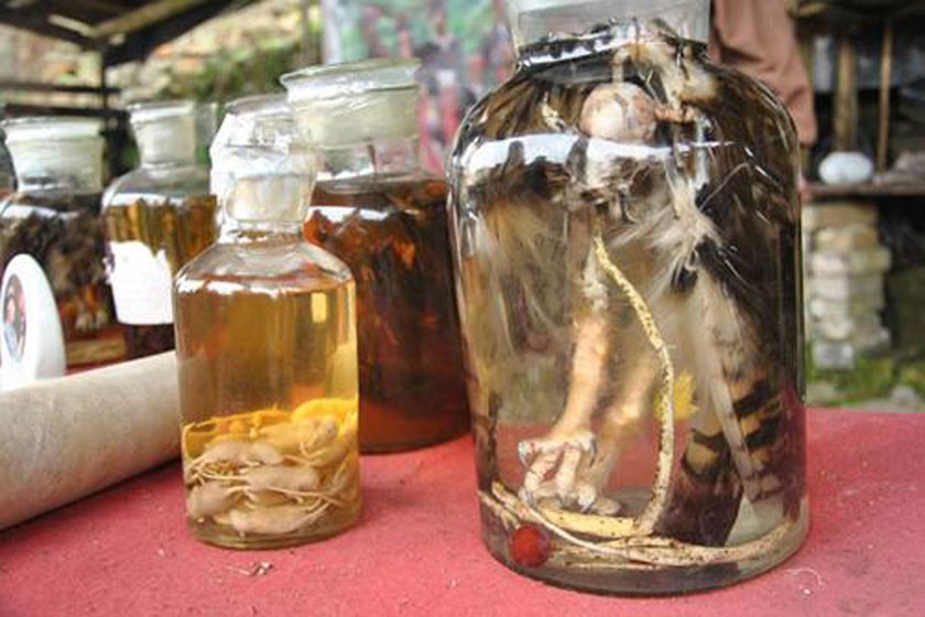 你见过老鼠泡酒吗?见过蛤蚧泡酒吗?见过蚂蚁泡酒吗?见过黄蜂泡酒吗?