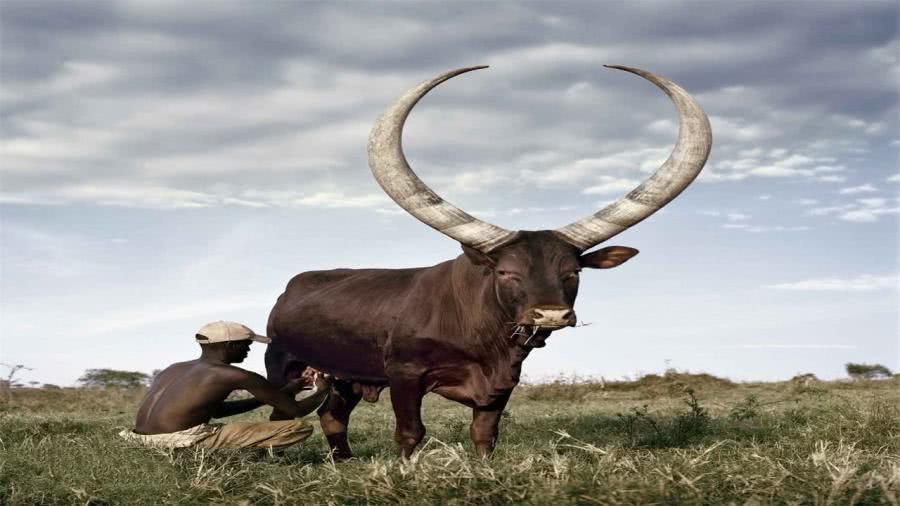 非洲大草原的牛魔王,牛角尖最长2.7米,当地人扛着枪日夜守护
