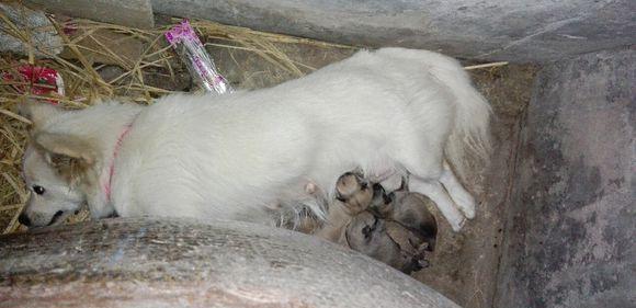 第一次看流浪狗妈妈生孩子,小家伙坚持努力着,想做一次妈妈好难