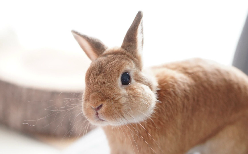 女孩正在工作,兔子在一旁守护着,等女孩忙完后