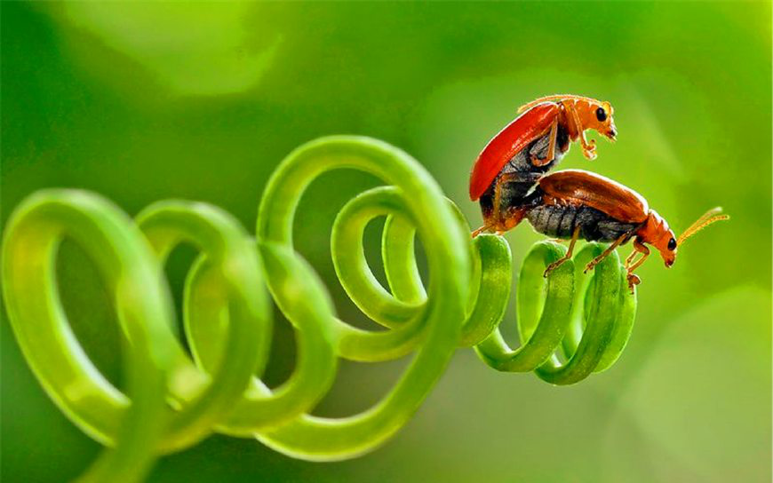 世界上最奇特的昆虫是哪七种？...