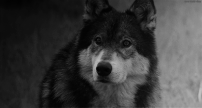 爆笑gif:过分了,你把穿山甲当什么了|穿山甲|哈士奇|狗熊_新浪新闻