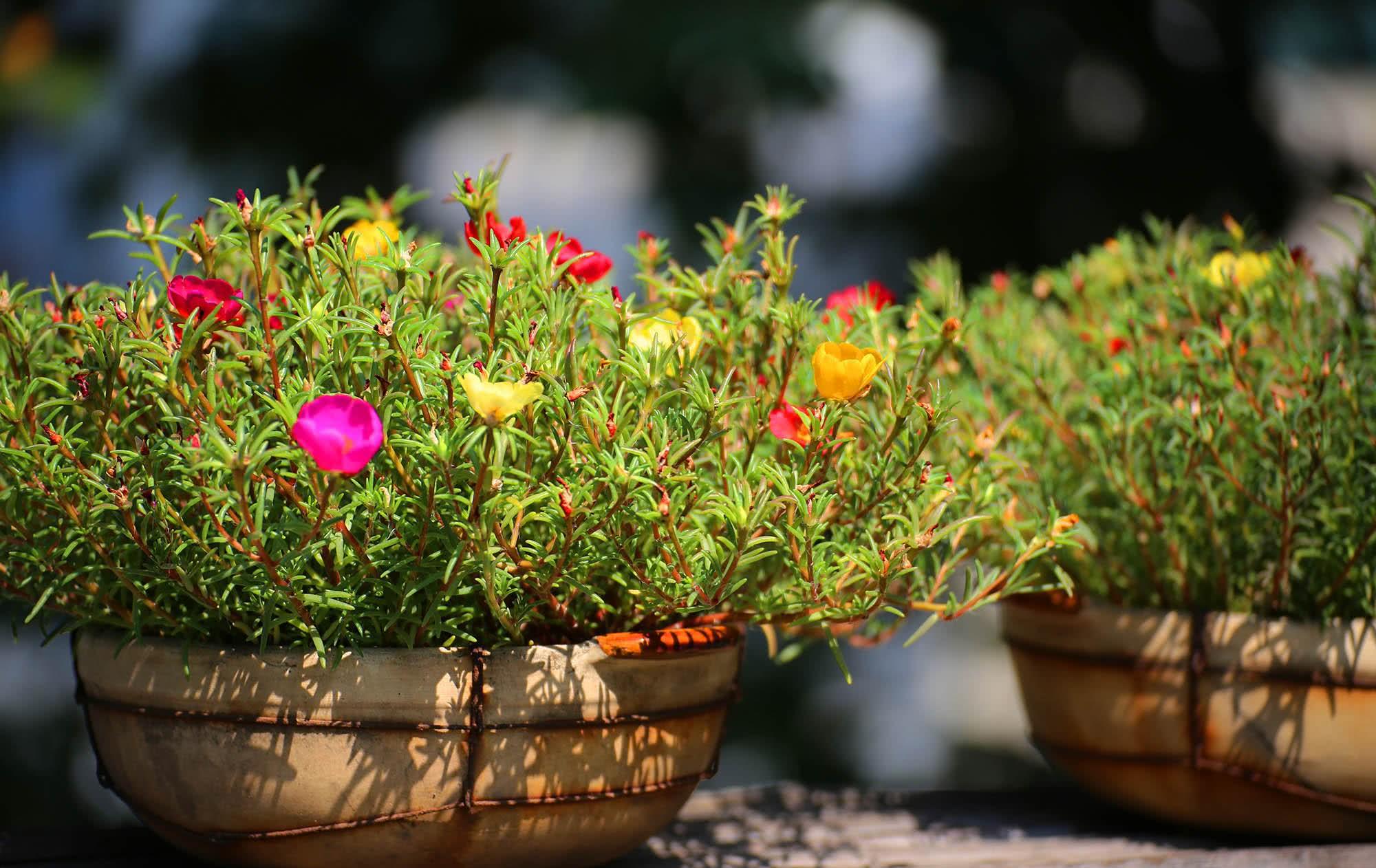 花卉晒太阳的几大误区,看看你有没有踩!|植物|花卉|光照_新浪新闻